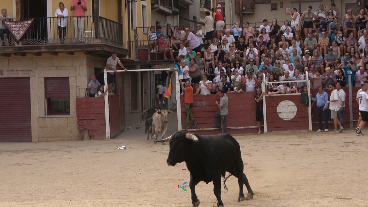 Candeleda 2025 Capea del dia 20