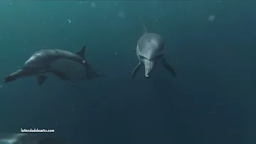 ¿Por qué los delfines no se ahogan cuando duermen?