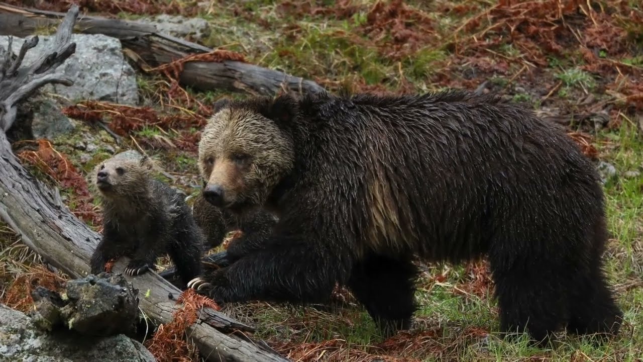 Yellowstone Grizzly Bear and Cubs - The Three Bears
