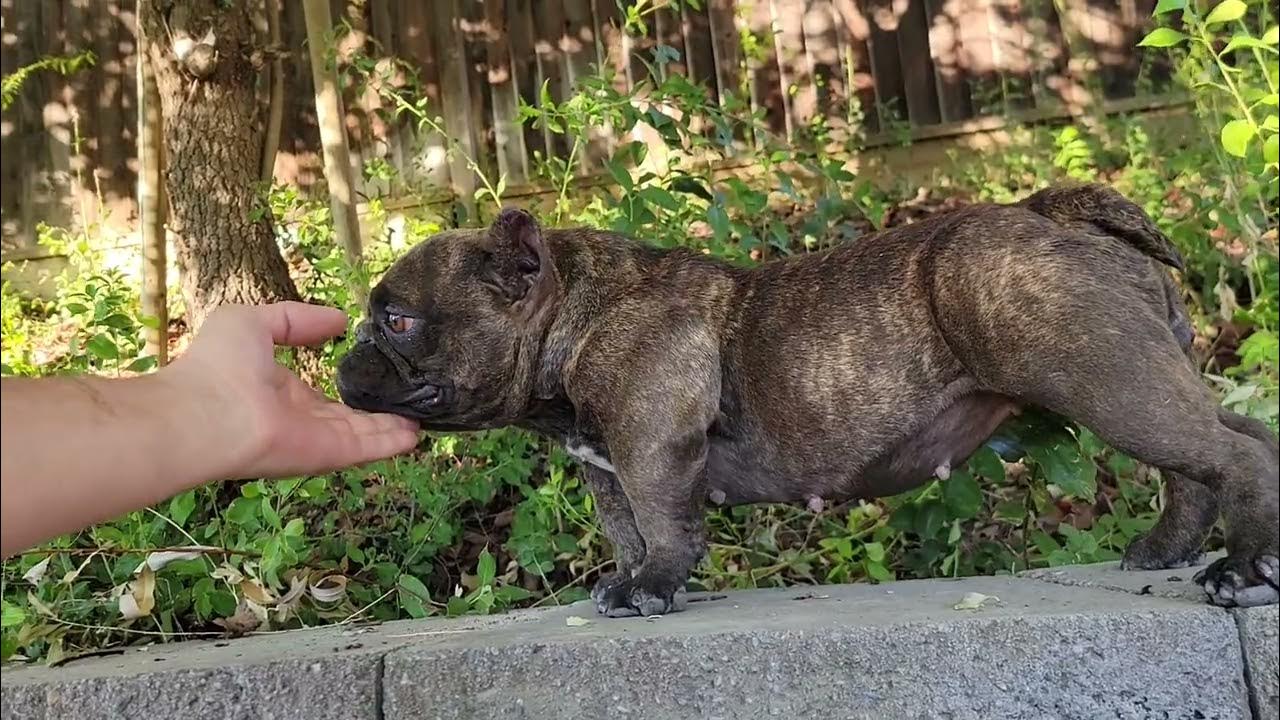 THE BEST NANO EXOTIC BULLY YouTube