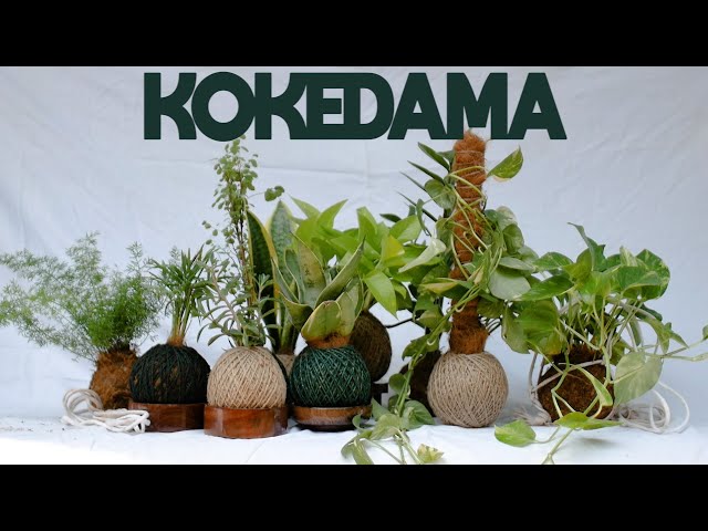 What is a Kokedama and how to care for them?