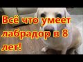 Всё что умеет лабрадор в 8 лет