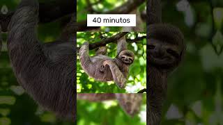 POR QUANTO TEMPO OS ANIMAIS CONSEGUEM PRENDER A RESPIRAÇÃO? #shorts #youtube #youtubeshorts