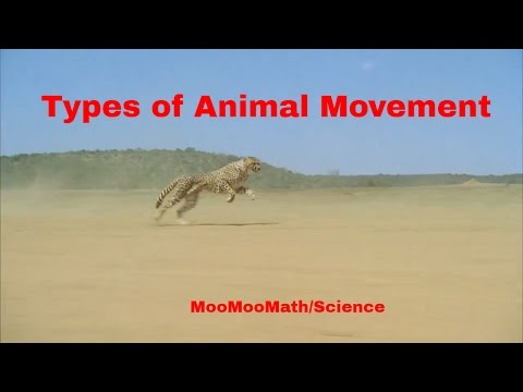 Video: Wat is het onhandigste dier?