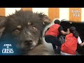 Dogs Who Couldn't Leave The Road Despite Witnessing Death (Part 2) | Animal in Crisis Ep 308