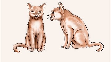 How to Draw a "CAT": Narrated Step by Step.