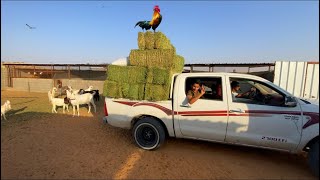 جبت - اكثر علف للمعز والدجاج