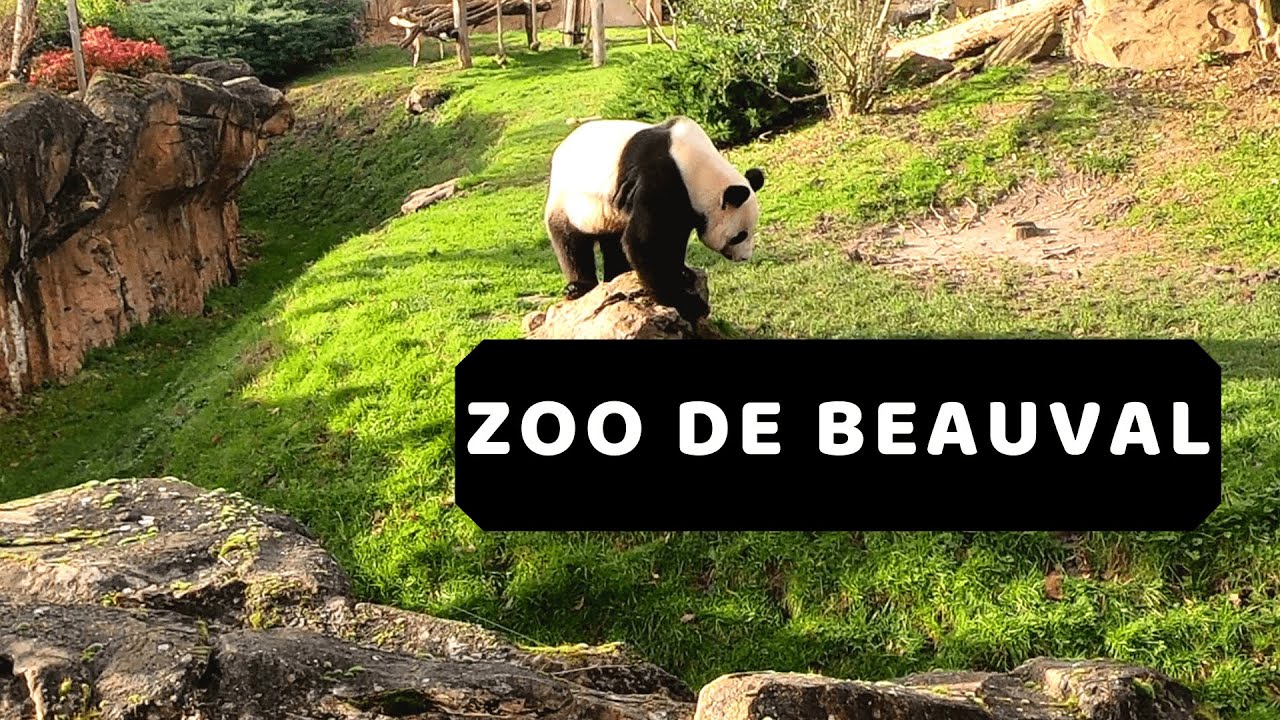 LE ZOO DE BEAUVAL , visite du 4 éme plus beau zoo du monde - YouTube