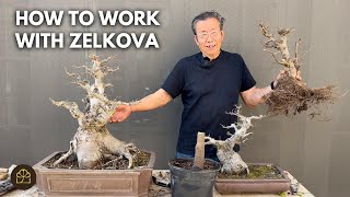 How to Turn Zelkova into a Bonsai: 4 Trees, 4 Sizes, 4 Ways by Bonsai Heirloom 3,805 views 1 month ago 21 minutes