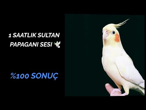 Sultan Papağanı Sesi (KUŞUNUZ ÇILDIRACAK)