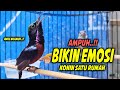 MASTERAN KOLIBRI NINJA GACOR FULL TONJOLAN MEWAH INI 99% COCOK BUAT PANCINGAN KONIN NEMBAK ISIAN