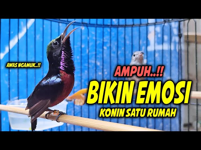 MASTERAN KOLIBRI NINJA GACOR FULL TONJOLAN MEWAH INI 99% COCOK BUAT PANCINGAN KONIN NEMBAK ISIAN class=