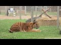 Freedom for Hoover the tiger after life spent in circus cage