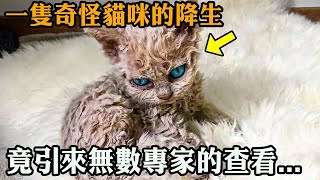 收容所裏的猫生了一隻奇怪的小猫當它長大後睜開眼睛專家竟被緊急召喚