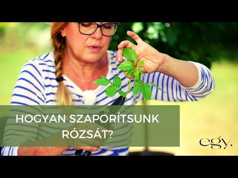 Videó: Ráncos rózsa: leírás, ültetés és gondozás, szaporítás