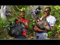 Wild boar hunting in jamaica crazy adventure unknown paradise catch cook  clean very epic