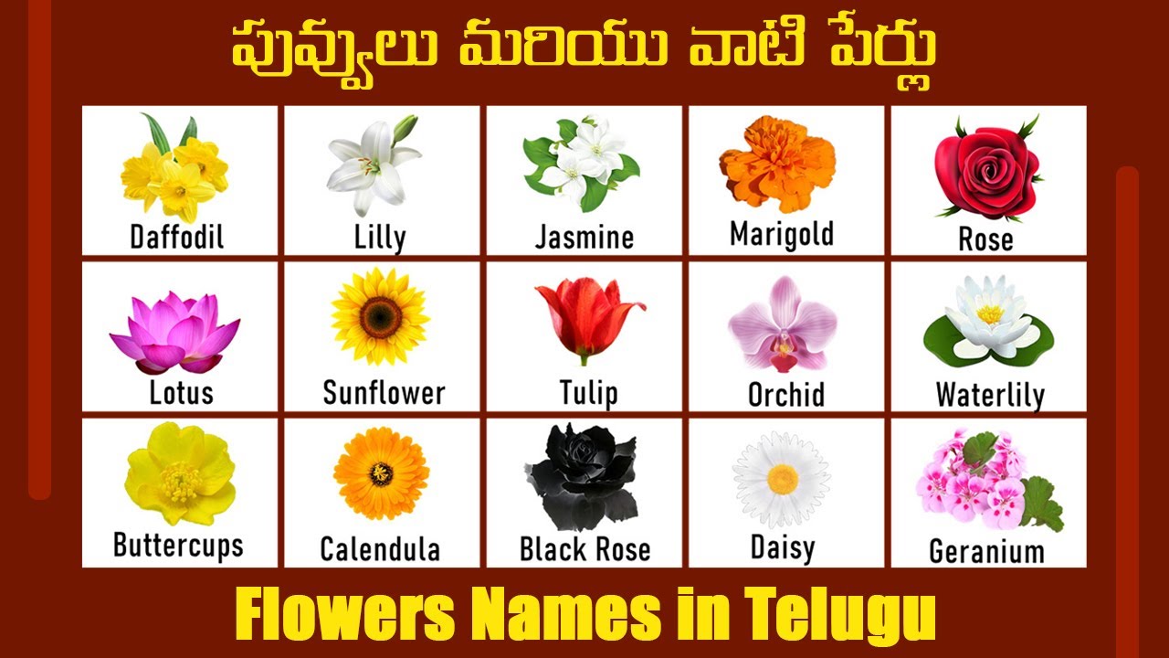 Flowers Names In Telugu