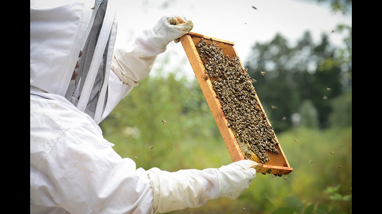 Bee Informed Partnership – Using beekeepers' real world experience to solve  beekeepers' real world problems