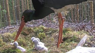 Must-toonekurg~Kaia grabs the smallest chick &amp; put it out of nest bowl~ 7:39 am 2023/06/06