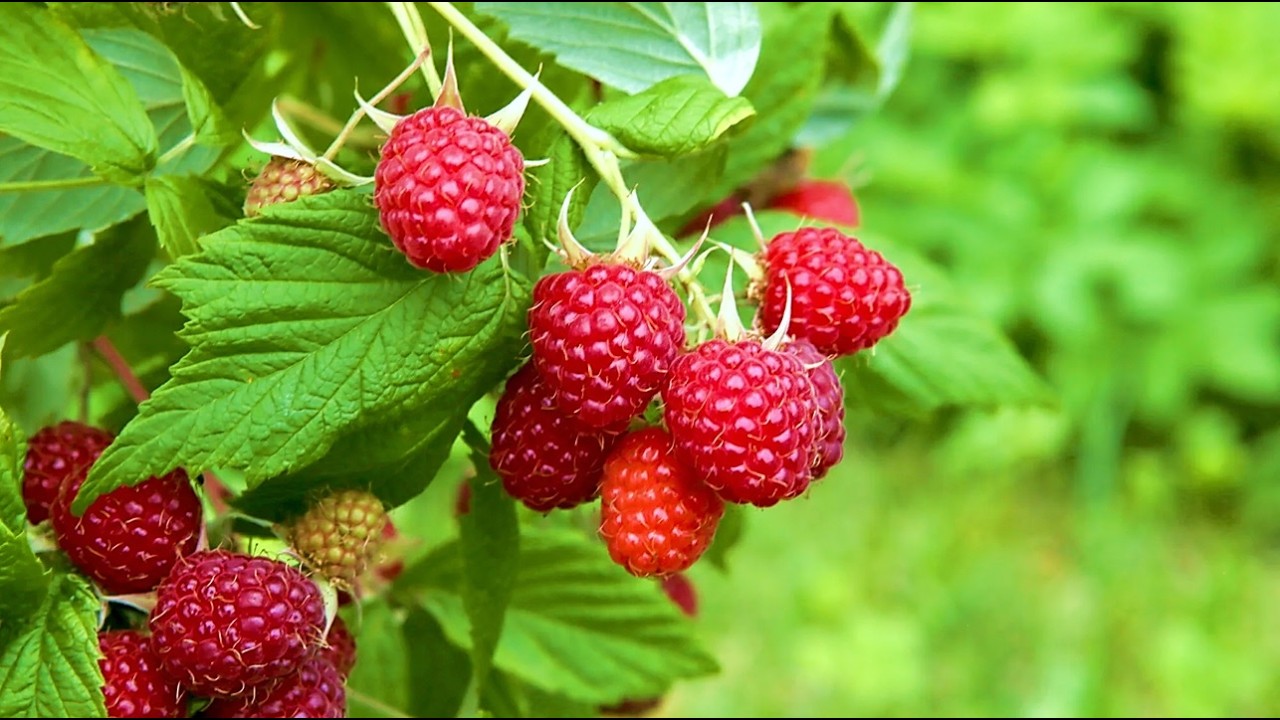 17 CULTIVOS que HOY valen MILES de DÓLARES y antes no Valían NADA