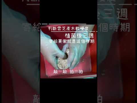 兒時虫藝-雲芝產木的處理與軟硬度判斷
