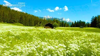 1 Hour of Amazing Nature Scenery & Relaxing Music for Stress Relief screenshot 5