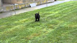 Chiots mâles Labrador noir 