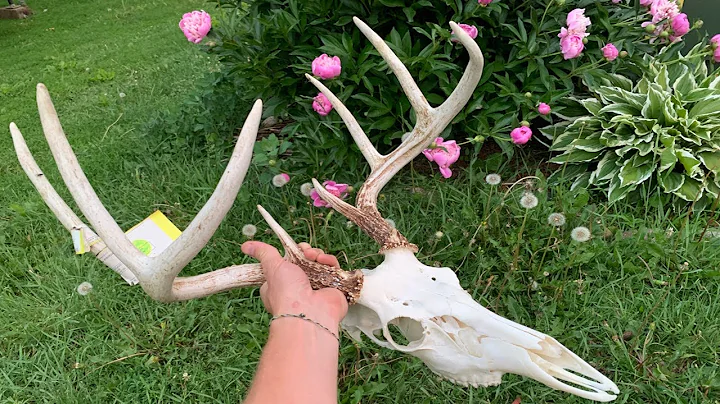 European Mount Dermestid Beetles, Clean, Degrease and bleach a Freedom Mount