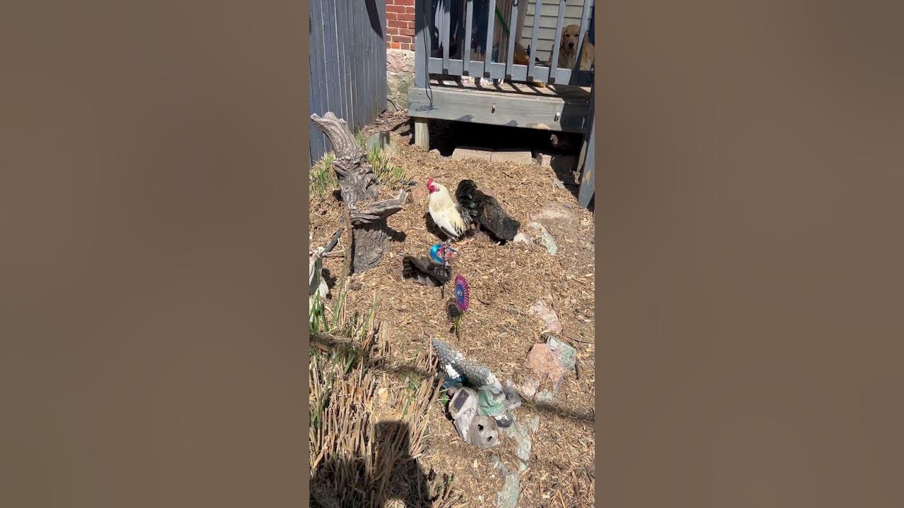 New mulch went down so the chickens were excited to try it out! chickens YouTube