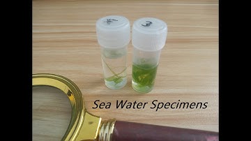 Marine microorganisms 😊🌊🔬