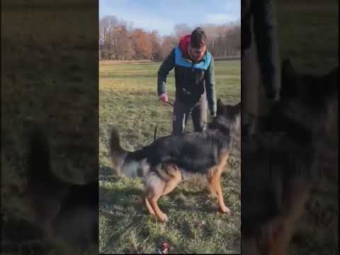 Wideo: Jak kupić kota norweskiego leśnego