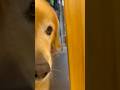 さすがゴールデン！疲れて帰ると……