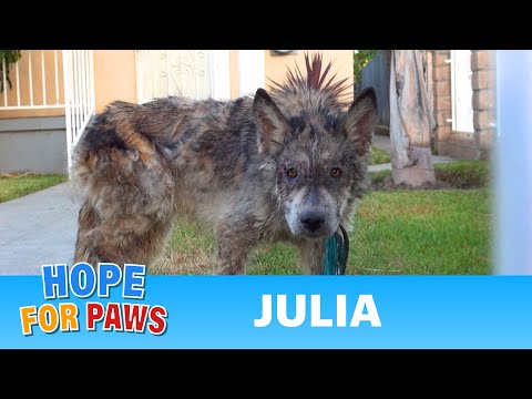 Julia: a wolf?  a coyote?  a dog?  This rescue is a MUST SEE! #dog