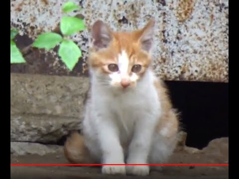 즐거운 시간을 보내는 귀여운 고양이 2마리들..Two cute Cats who are <strong>having</strong> a great <strong>time</strong>.....Jeonju ..... 全州市...... KOREA
