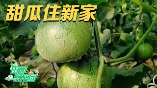 给甜瓜搬新家！揭开绿宝石甜瓜的种植秘诀，种瓜高手教你如何改造种植大棚！丨「田园帮帮团」20230724
