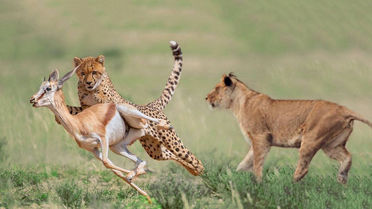 cheetah running speed Lion Chases Two Cheetahs And Steals Prey - Cheetah Hunting Impala