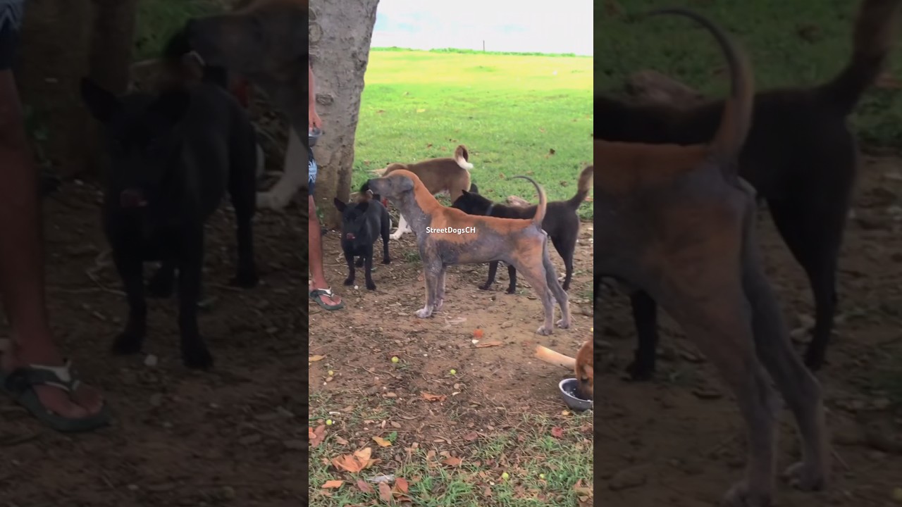 Compassion in Action: Daily Meals for Dogs in Need ❤️ 