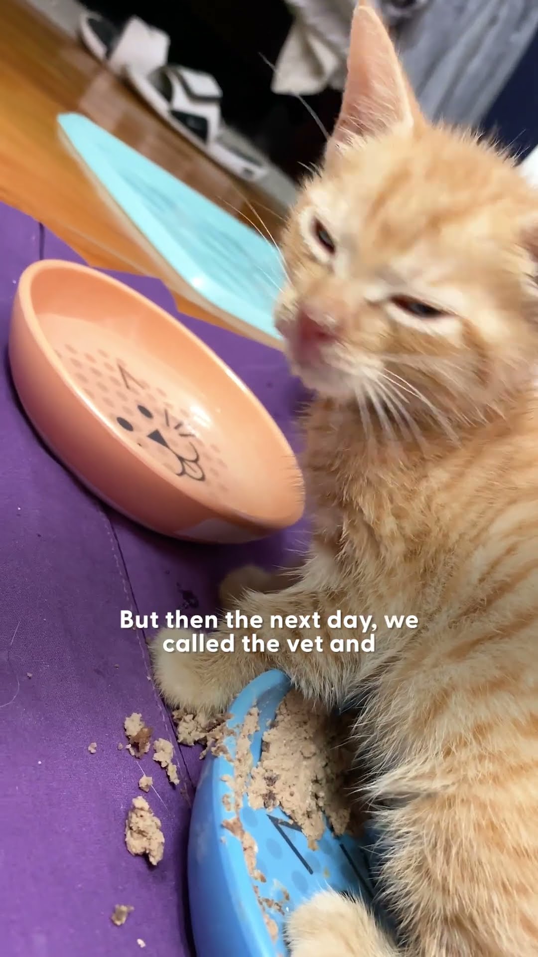 Tiny Kitten Who Could Barely Stand Up Learns To Run | The Dodo
