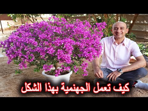 فيديو: زراعة العصارة مثل البونساي: نصائح العناية بونساي النضرة