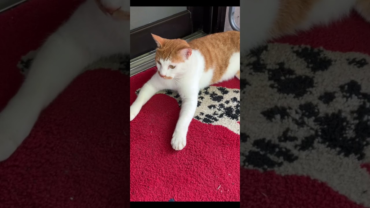 🚪 Zen Mode: Activated at the Front Door 🐾 