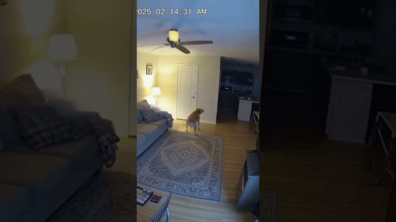 STOP Underestimating The Power Of Animals In Emergency Situations