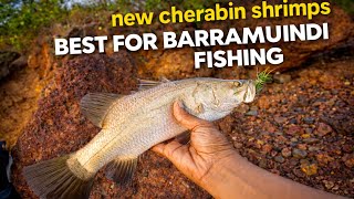 Barra fishing on Light setup on the New Gfin Cherabin Shrimps 2.7” -70 mm . Amazing Results Must Try