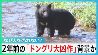 【クマ被害急増の背景】「ドングリ大凶作」で人里に慣れた“子グマ”が成長か　政府も緊急対策【サンデーモーニング】｜TBS NEWS DIG