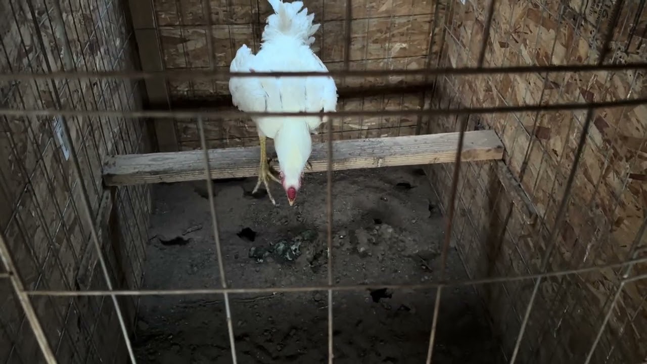 Qaib khiav tawb exercise. 