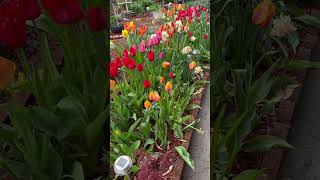 Temporada de tulipanes y narcisos en mi pequeño gran jardín #mipequeñogranjardin