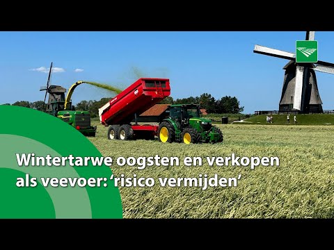 Akkerbouwer verkoopt wintertarwe als veevoer: 'Risico vermijden'