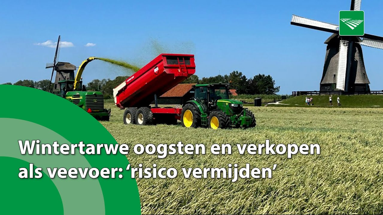 Akkerbouwer verkoopt wintertarwe als veevoer: 'Risico vermijden'