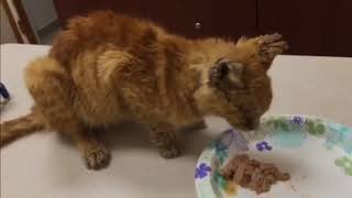 Miami Animal Rescue