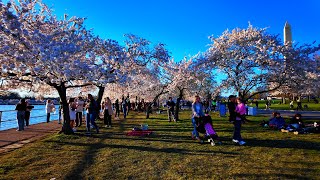 [4K] WASHINGTON D.C. CHERRY BLOSSOMS 🌸 CHERRY BLOSSOM SEASON! 🇺🇸 by ALICE IN USA 304 views 1 month ago 26 minutes