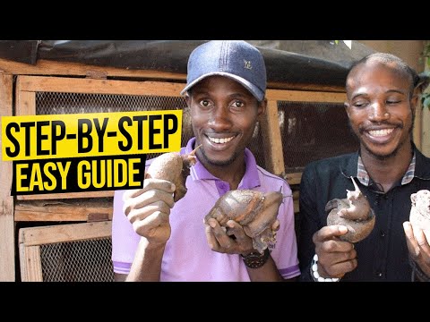 How To Start A Successful Snail Farm With Less Capital In 2024 | Beginners Guide